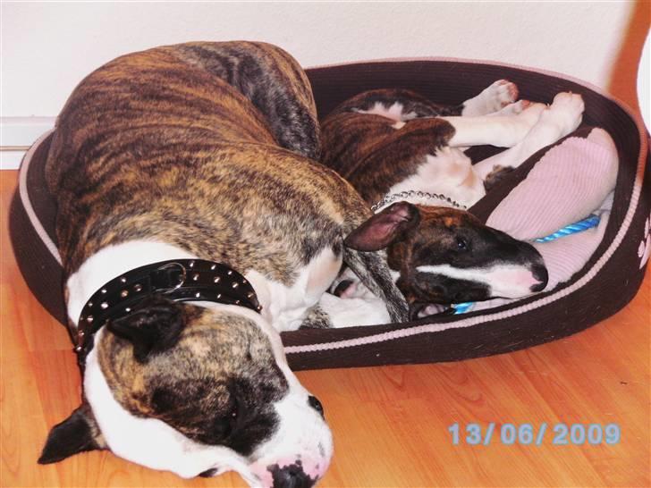 Amerikansk staffordshire terrier Mean  R.I.P - En nuttet dreng sammen med Naja!!! billede 10