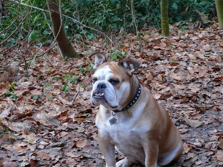 Engelsk bulldog Des billede 14