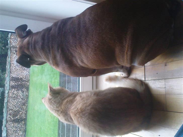 Engelsk bulldog Des - De bedste venner billede 15