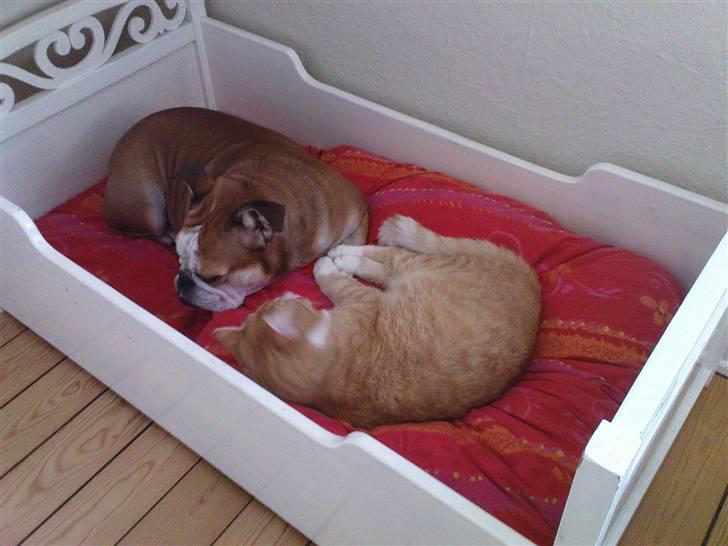 Engelsk bulldog Des - Nat nat og sov godt ;o) billede 16