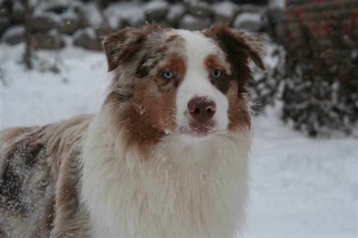 Australian shepherd "Cairo" - Hej jeg hedder Cairo billede 1