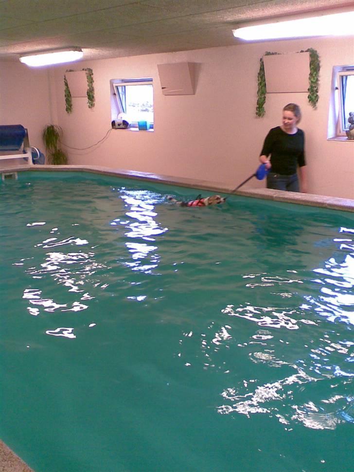 Dansk svensk gaardhund Cika R.I.P. - Her er jeg så til hundesvømning! billede 15