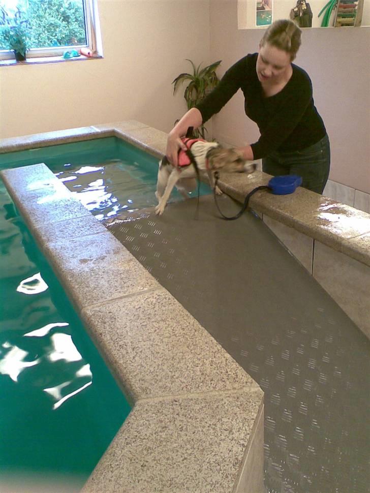 Dansk svensk gaardhund Cika R.I.P. - På vej op til mor for at holde en lille pause... billede 16