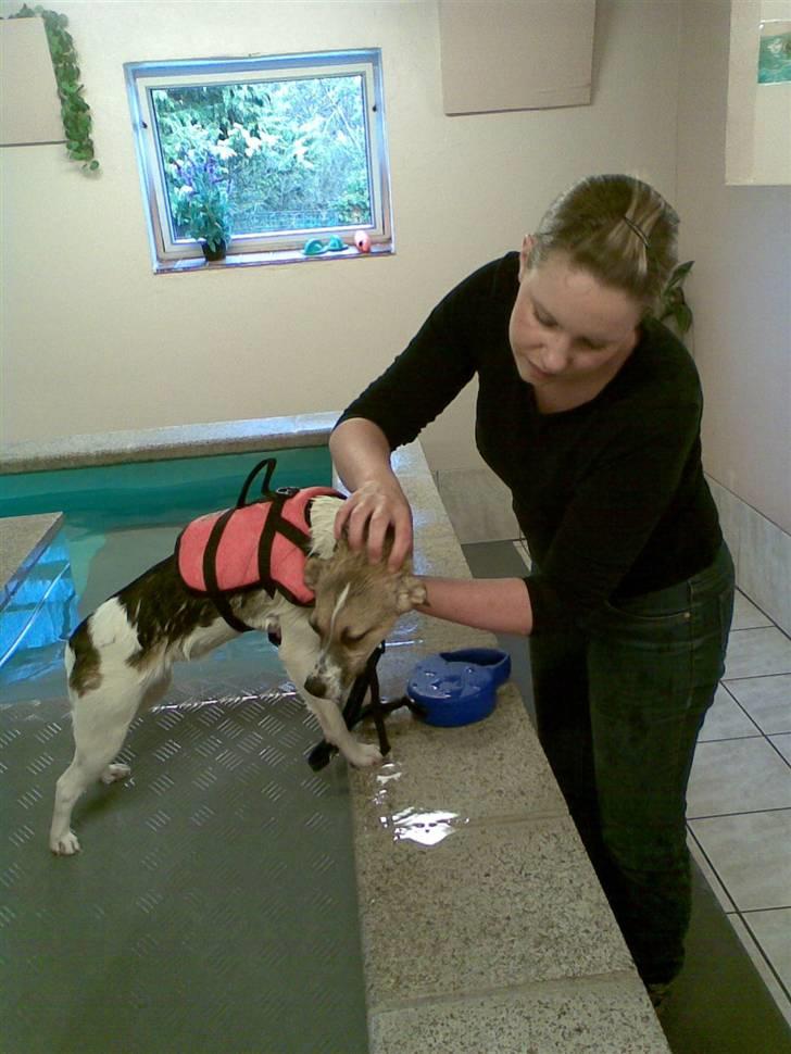 Dansk svensk gaardhund Cika R.I.P. - Dejligt med en velfortjent pause, det er lidt hårdt men jeg elsker at være til svømning :-) billede 17