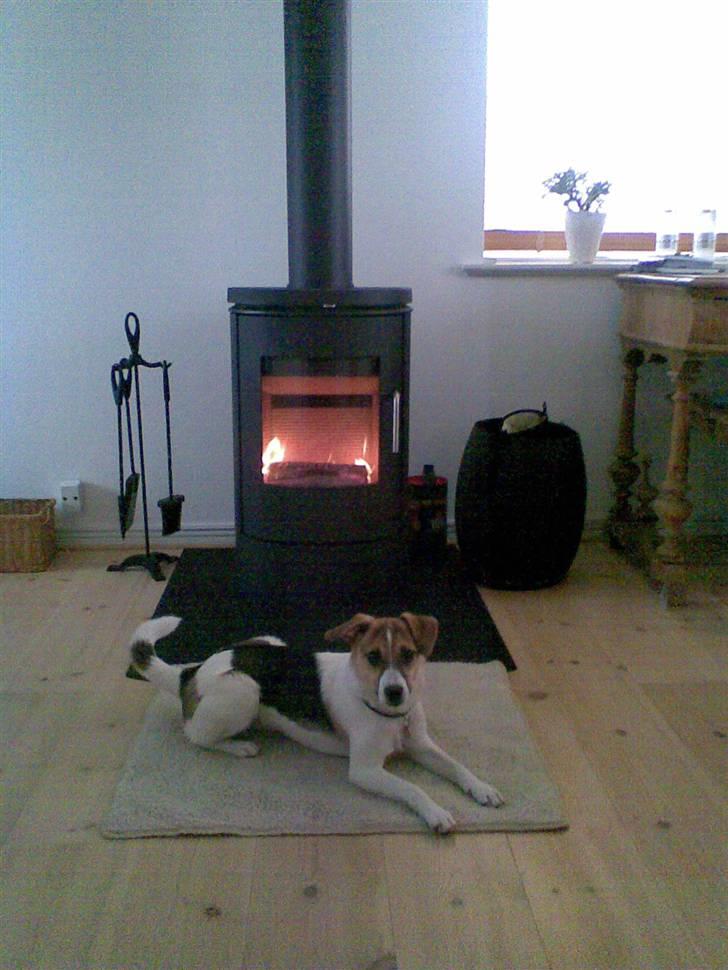 Dansk svensk gaardhund Cika R.I.P. - Jeg har fået en brændeovn... Skøøønt :) billede 18