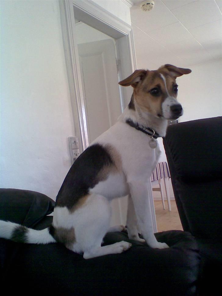 Dansk svensk gaardhund Cika R.I.P. - Sidder lige og troner lidt og holder øje med dem der går forbi MIT hus!!! billede 19