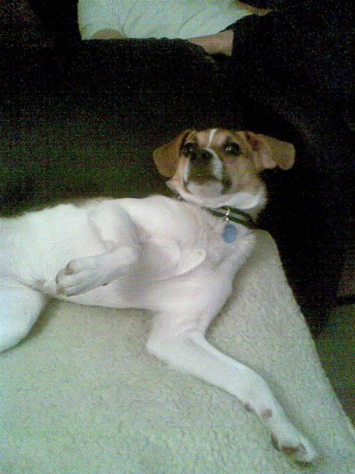 Dansk svensk gaardhund Cika R.I.P. - Mor! Klø mig dog lidt på maven istedet for at tager billeder af mig... billede 20