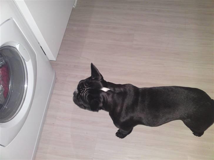 Fransk bulldog Gizmo - ja ja så fik han øje på vaskemaskinen billede 12