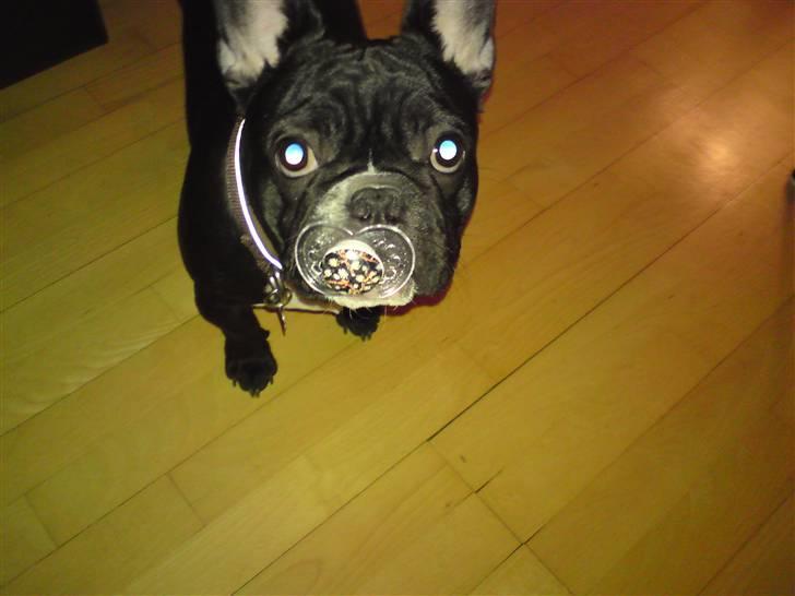 Fransk bulldog Gizmo - gizmo elsker at gå med sut billede 13