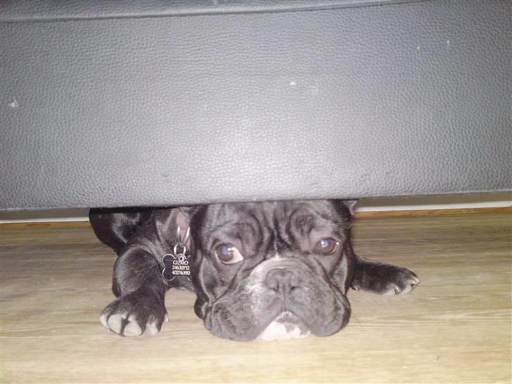Fransk bulldog Gizmo - gizmo´s gemme sted billede 14