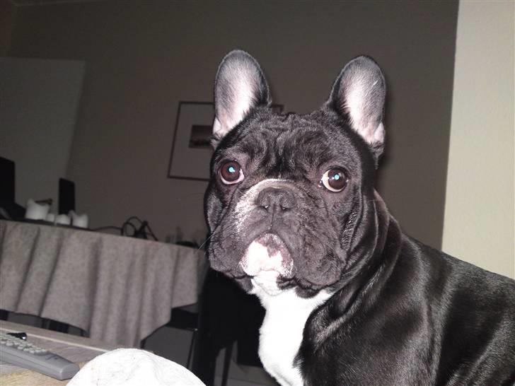 Fransk bulldog Gizmo billede 15