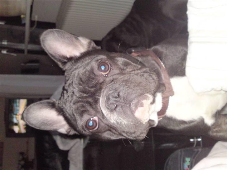 Fransk bulldog Gizmo billede 16