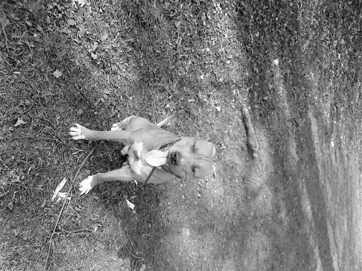 Amerikansk staffordshire terrier Armani  *Solgt* billede 18