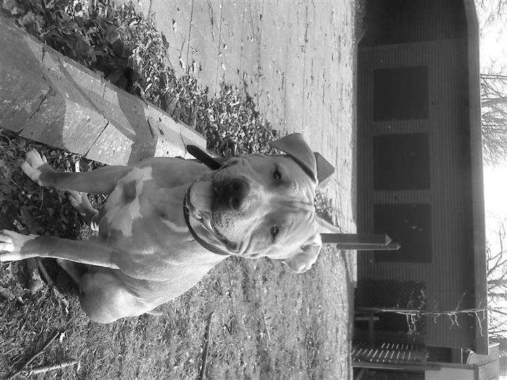 Amerikansk staffordshire terrier Armani  *Solgt* billede 19