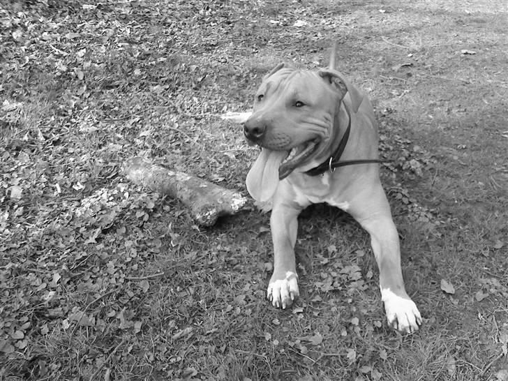 Amerikansk staffordshire terrier Armani  *Solgt* billede 20