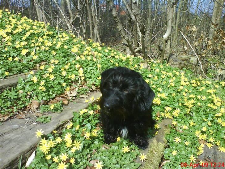 Blanding af racer Nunu - er jeg ikke smuk i gul ? :) jeg syntes i hvertfald det klær mig :D billede 12