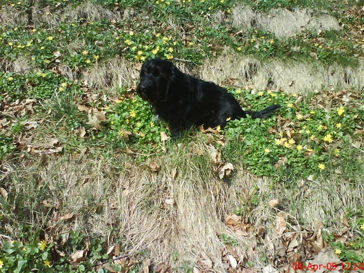 Blanding af racer Nunu - altsåå må jeg ik snart få den godbid i lovede mig ? :o billede 13