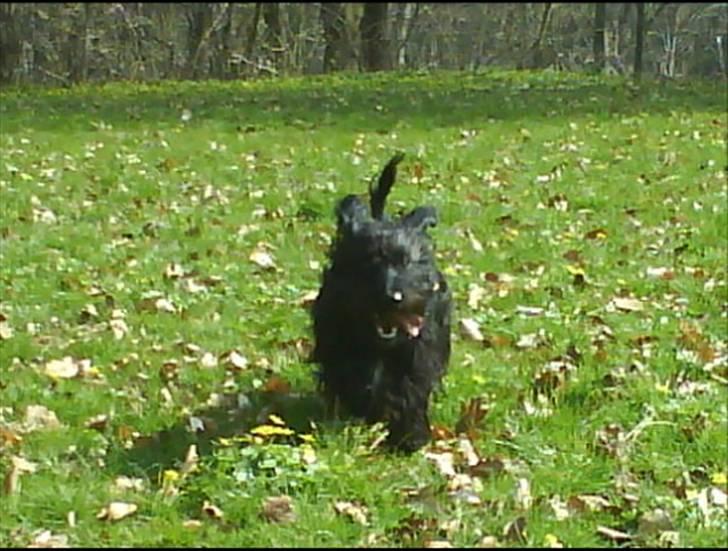 Blanding af racer Nunu - fuld fart fram ad :D jeg er lynet mqqueen :D billede 14