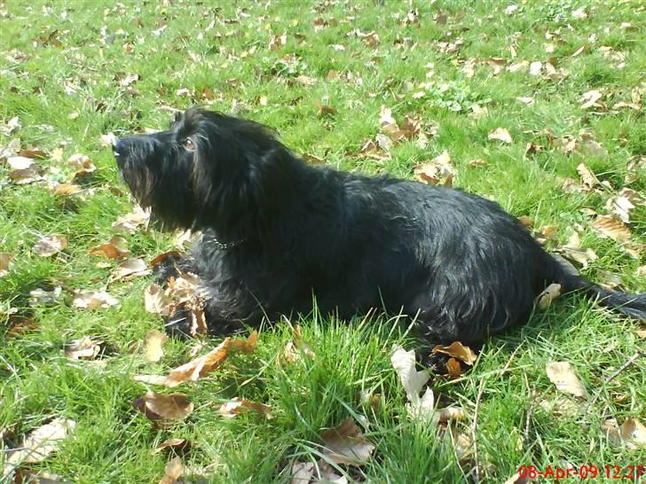 Blanding af racer Nunu - ligger og lytter til fulgenes sang her i skoven :) smukt :P billede 15