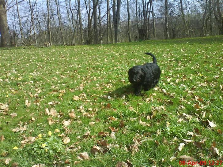 Blanding af racer Nunu - såå er tykke her igen :D og lynet mqqueen selvfølgelig XD billede 16