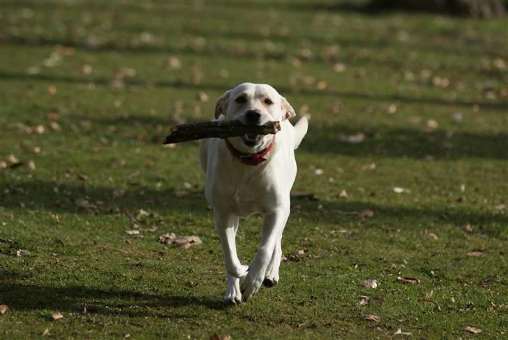 Labrador retriever Luna billede 5