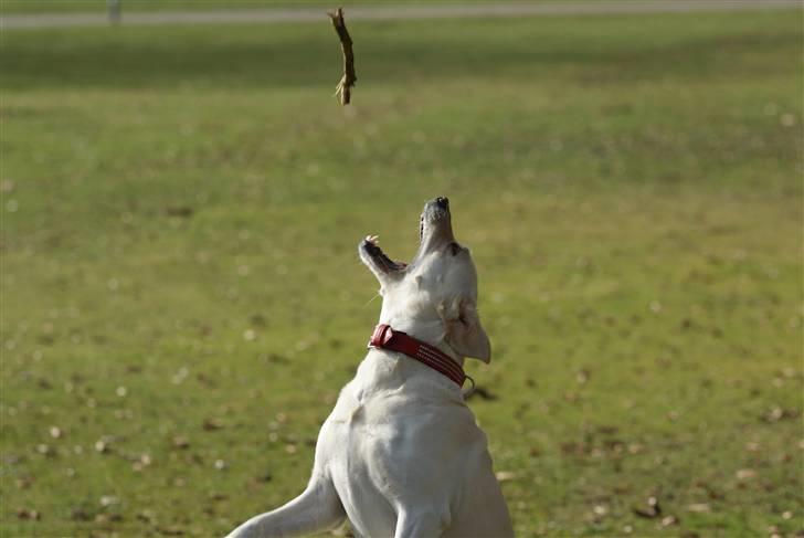 Labrador retriever Luna billede 6
