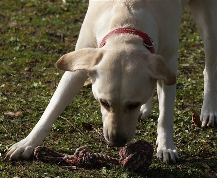 Labrador retriever Luna billede 7