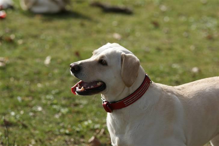 Labrador retriever Luna billede 8