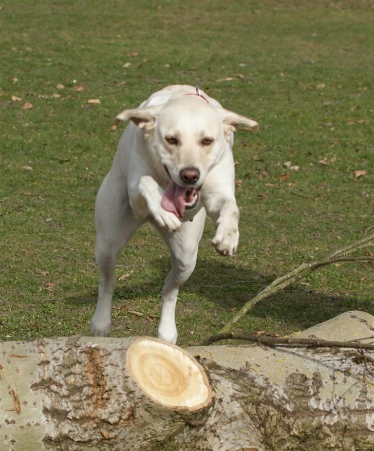 Labrador retriever Luna billede 9