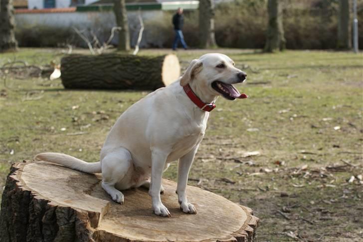 Labrador retriever Luna billede 10