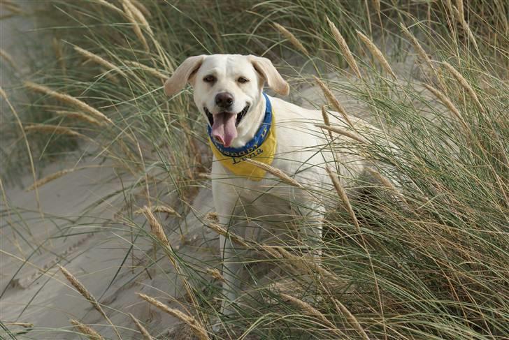 Labrador retriever Luna billede 11