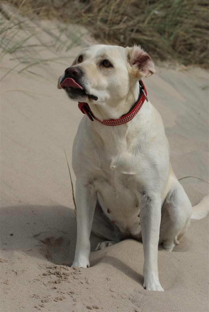 Labrador retriever Luna billede 12