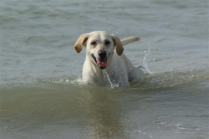 Labrador retriever Luna billede 13