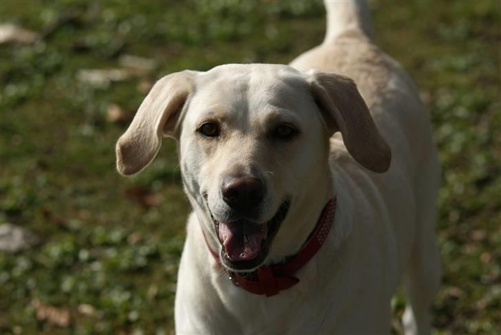 Labrador retriever Luna billede 14