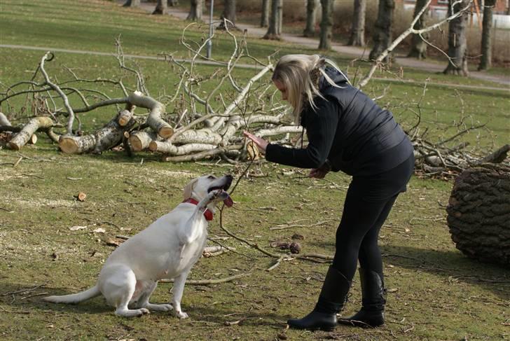 Labrador retriever Luna billede 15