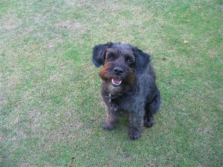 Blanding af racer Sorte<3 - VELKOMMEN TIL SORTES PROFIL :D <3 billede 1