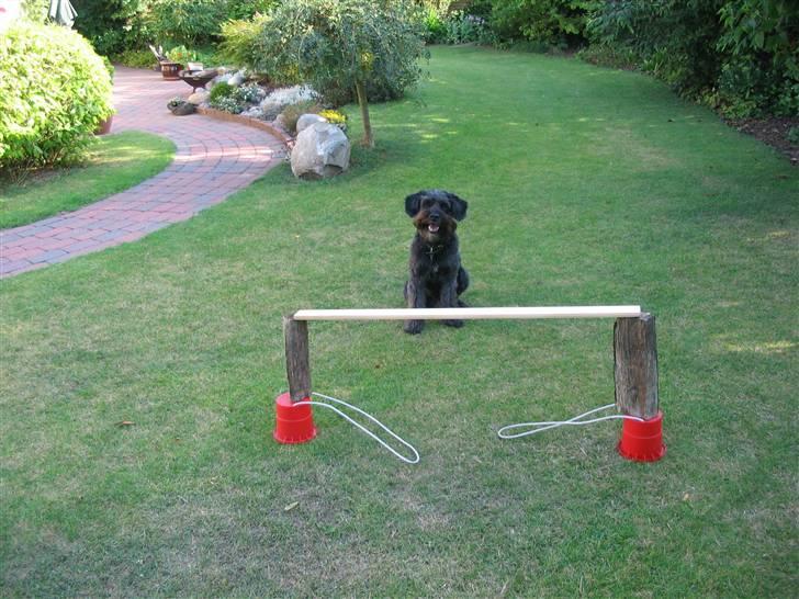 Blanding af racer Sorte<3 billede 2