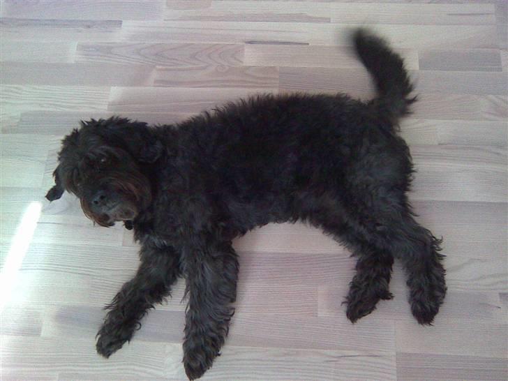 Blanding af racer Sorte<3 billede 3