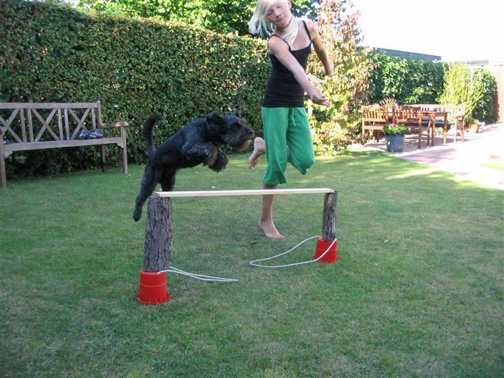 Blanding af racer Sorte<3 billede 4