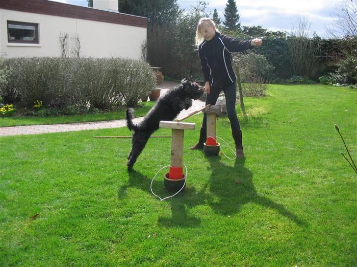 Blanding af racer Sorte<3 billede 5