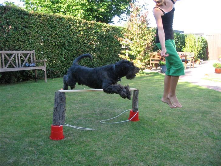 Blanding af racer Sorte<3 billede 6