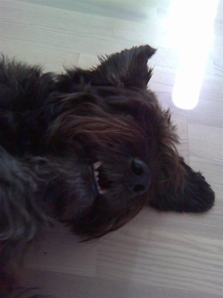 Blanding af racer Sorte<3 billede 7