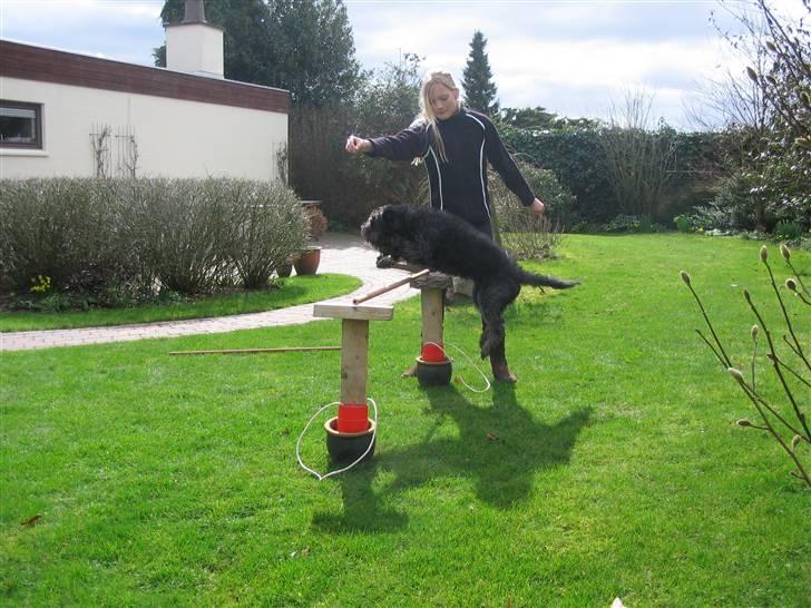 Blanding af racer Sorte<3 billede 8