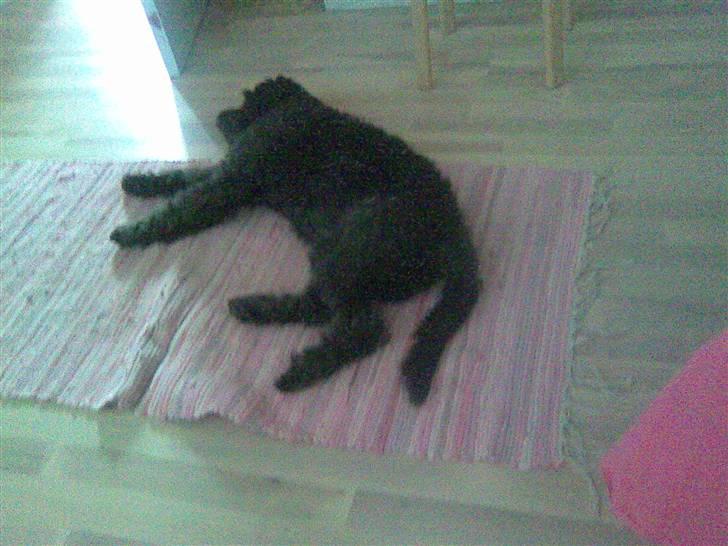 Blanding af racer Sorte<3 billede 9