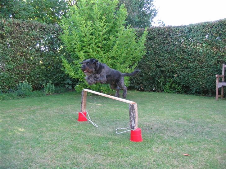 Blanding af racer Sorte<3 billede 10