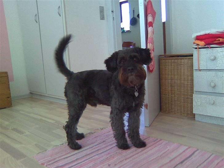 Blanding af racer Sorte<3 billede 11