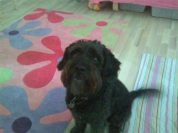 Blanding af racer Sorte<3 billede 12