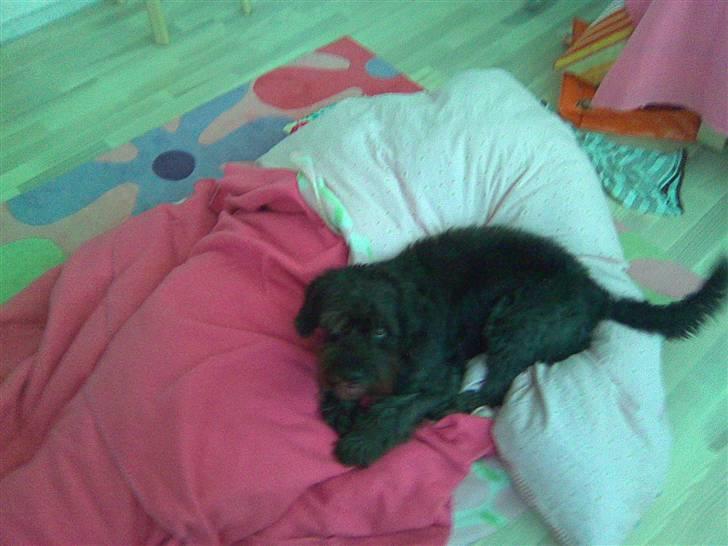 Blanding af racer Sorte<3 billede 13