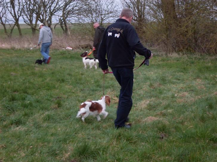 Cavalier king charles spaniel Cavasoles Nuggi - 6/4-09 Så skal der trænes billede 8