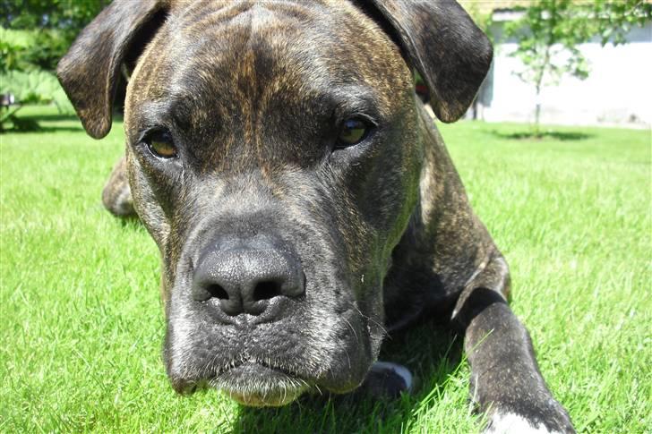 Amerikansk bulldog Obelix billede 1